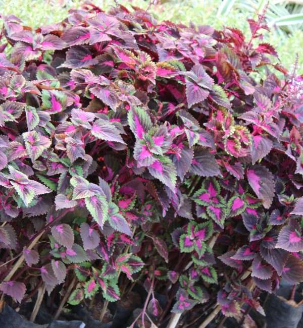 Coleus